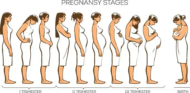 女性怀孕阶段