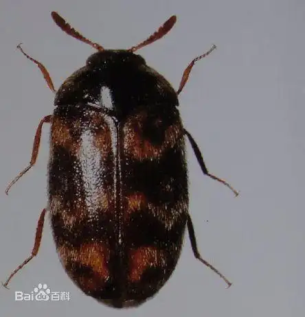 在家里发现的不知道有什么危害?跪求各位大神指点