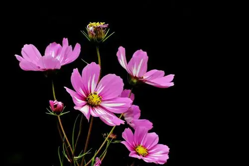 一组黑背景的格桑花