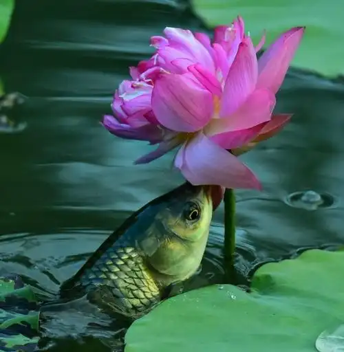 鱼吃荷花奇观