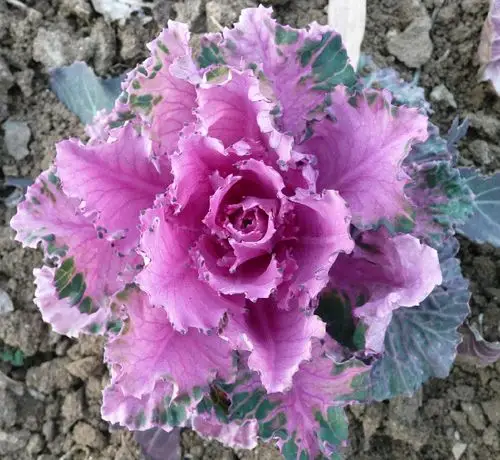 学府文心 雅香劲咏【原创】 - 君子兰的日志 - 网易博客