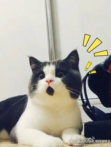 使得它看起来总是一副吃惊的表情,网友称之为"omg"猫,纷纷表示猫咪
