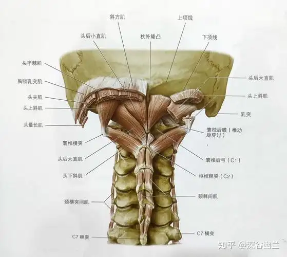 第二层肌是头夹肌,颈夹肌,头最长肌,第三层肌是头半棘肌,头最长肌.