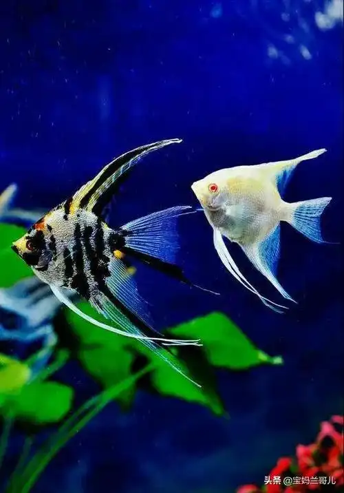 世界上最漂亮的鱼,色彩斑斓,千姿百态,五彩缤纷