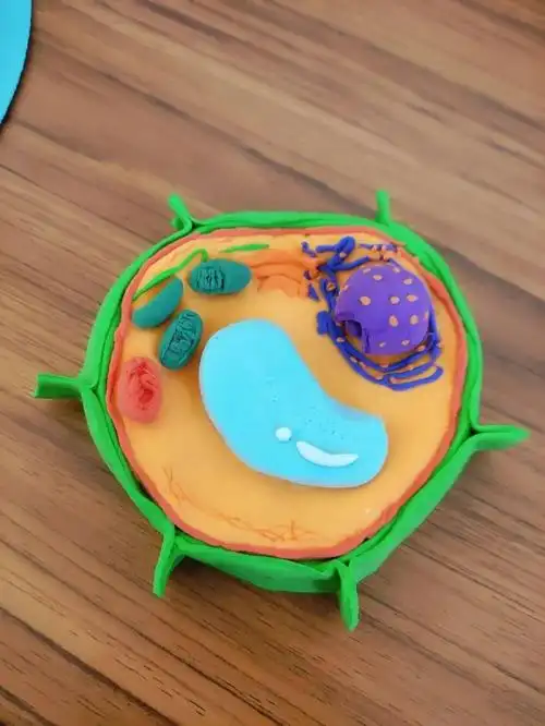 其他优秀作品卡纸做的细胞壁;彩泥做的细胞膜,细胞核,叶绿体,线粒体