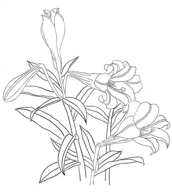白描白天堂百合的绘画教程