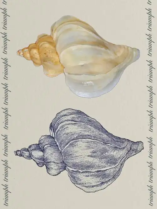 钢笔画教程海螺