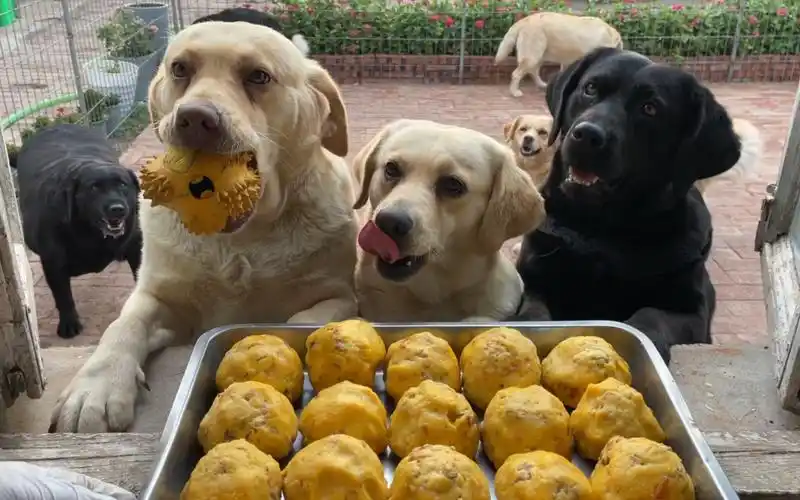 今天给狗狗做的三文鱼窝窝头,一起吃的饱饱哒!