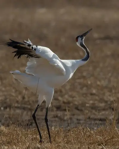 优美的舞蹈家--丹顶鹤 - 美篇