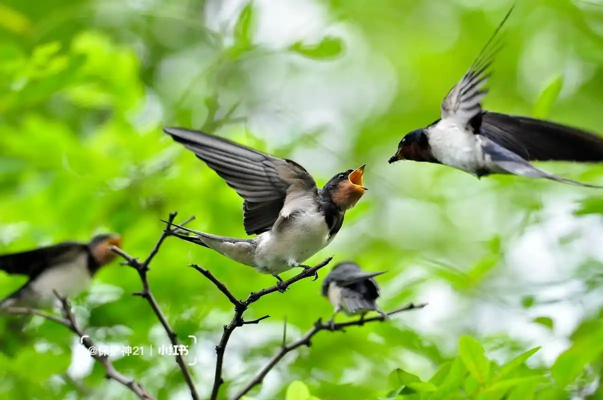 北京雨燕隶属于雨燕目雨燕科,比常见的燕子体形稍大,羽毛黑褐色,胸