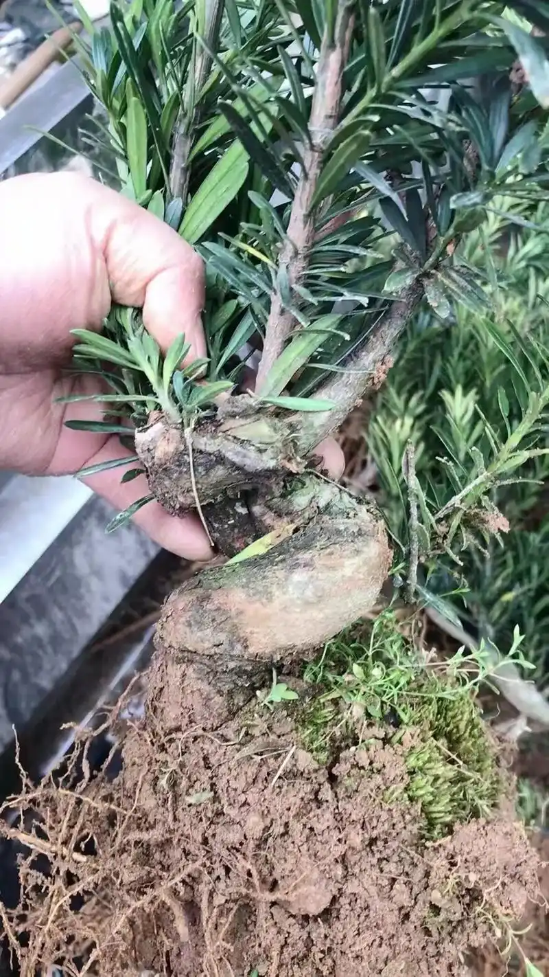 童子功米叶罗汉松#罗汉松 #米罗 #米叶罗汉松#盆景素材 - 抖音