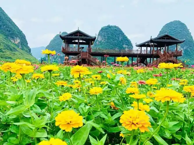 旧州千亩锦绣花海位于旧州古城东山脚下,花卉种植面积绵延千亩,因其