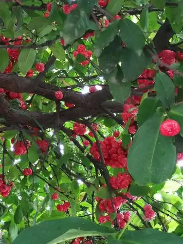 硕果累累莲雾树