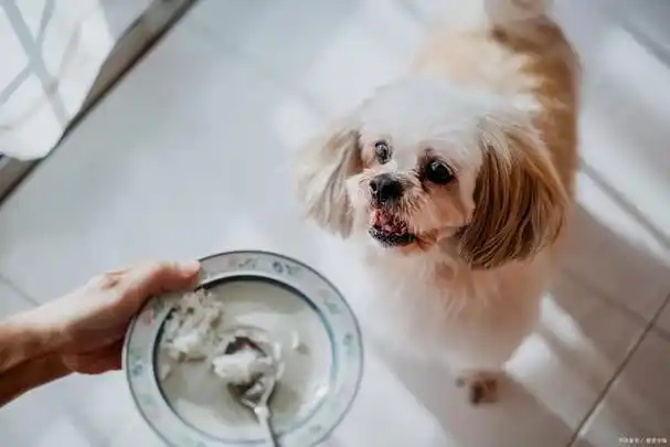 鸡架喂狗正确喂法