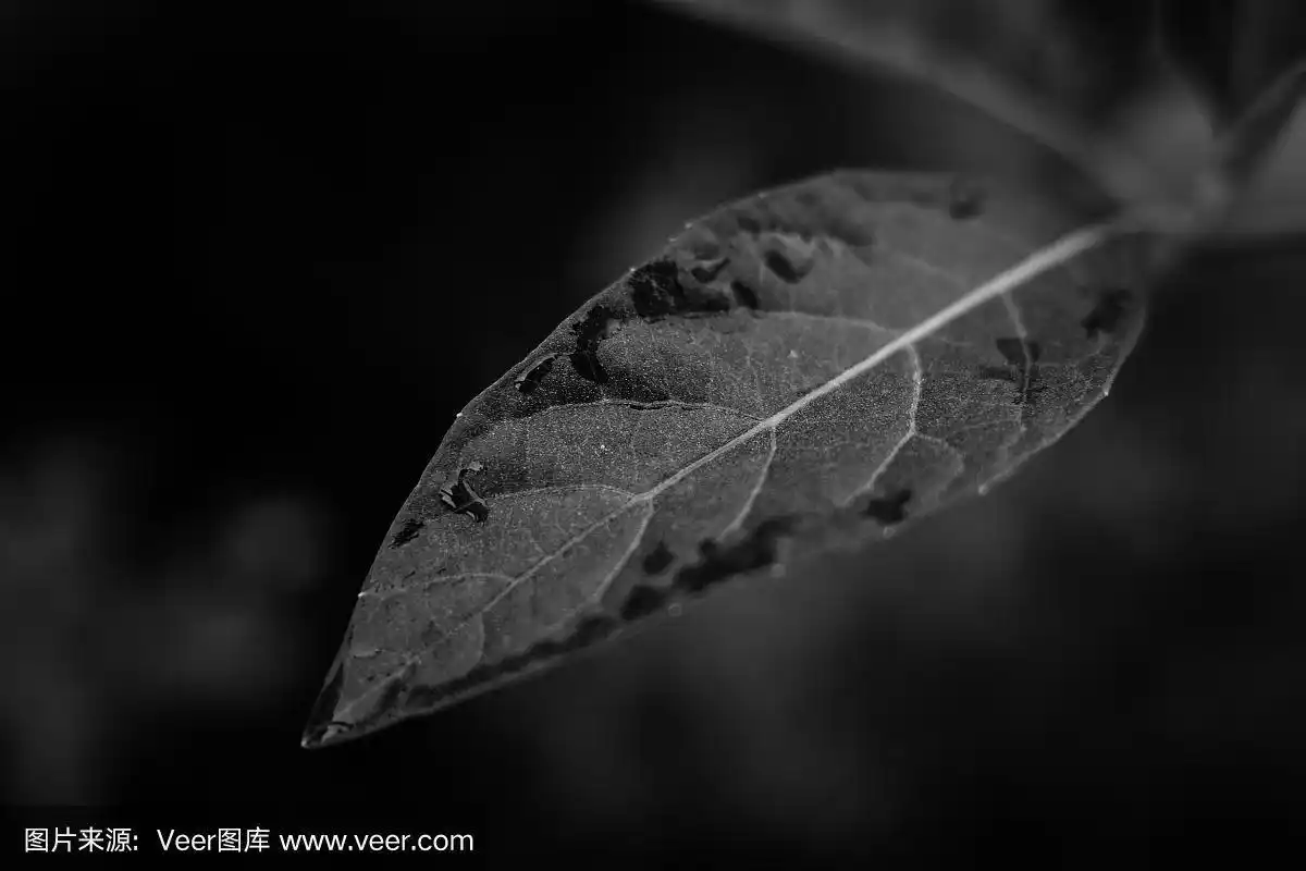 叶子,黑色,清新,环境,泰国