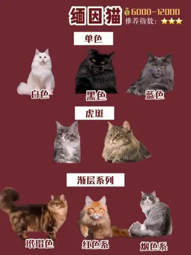 史上最全猫咪攻略,新手秒变大神