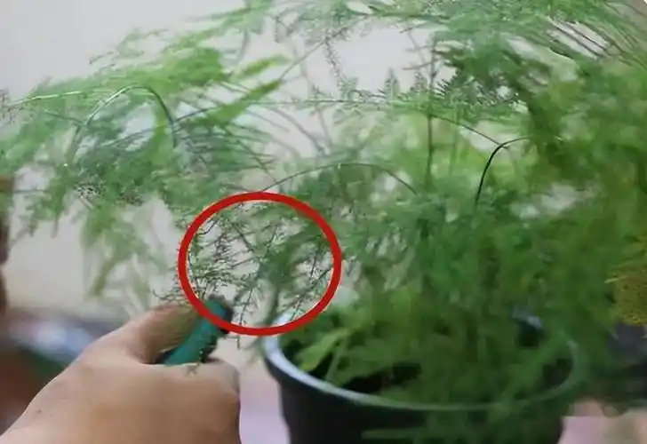 如何把文竹养出美感先要学会剪其次才是养