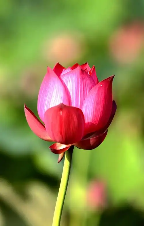 映日荷花别样红