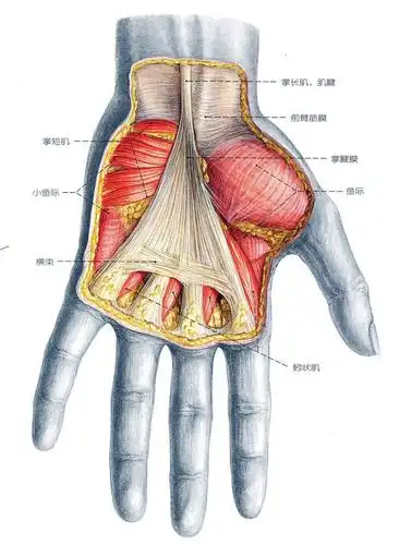 我经常做俯卧撑大拇指和食指中间有一个硬块类似肌肉的东西是什么