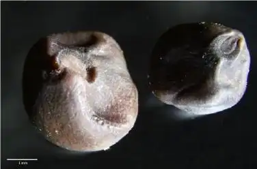 变成鸟屎不是最绝的