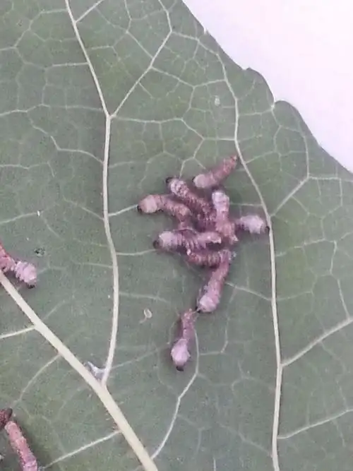 84 2010-04-17 蚕宝宝的死因 19 2011-05-02 蚕吃什么 97 2011-04-30