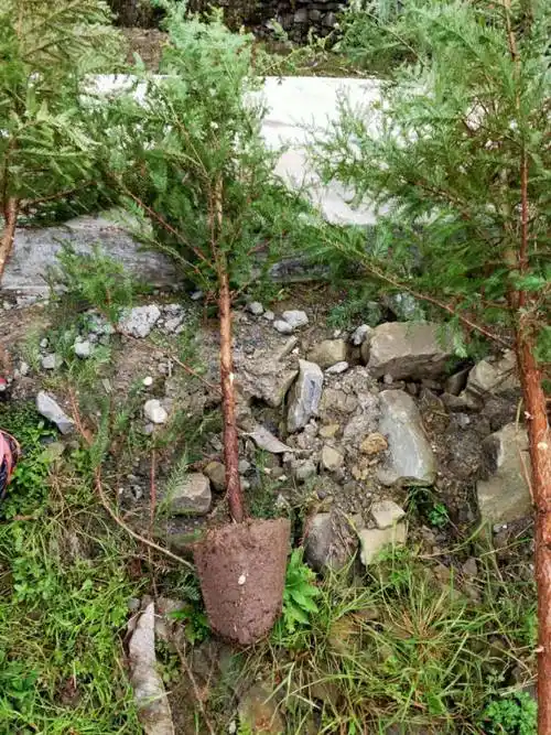 北美红杉小苗北美红杉树苗一年生苗高80cm容器苗