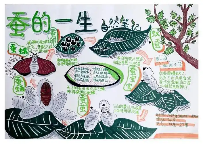 自然笔记大赛小学组获奖作品展示一