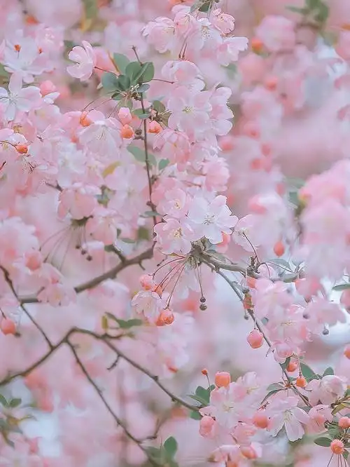岁岁花相似,年年人不同#治愈系风景  #壁纸  #神仙壁纸