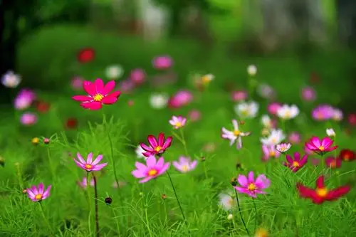 生长在高原的格桑花无锡也可以看到很多