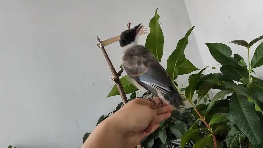 灰喜鹊幼鸟飞行练习