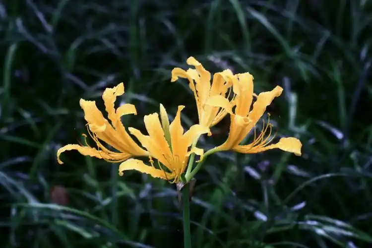 【中国石蒜】石蒜科,石蒜属