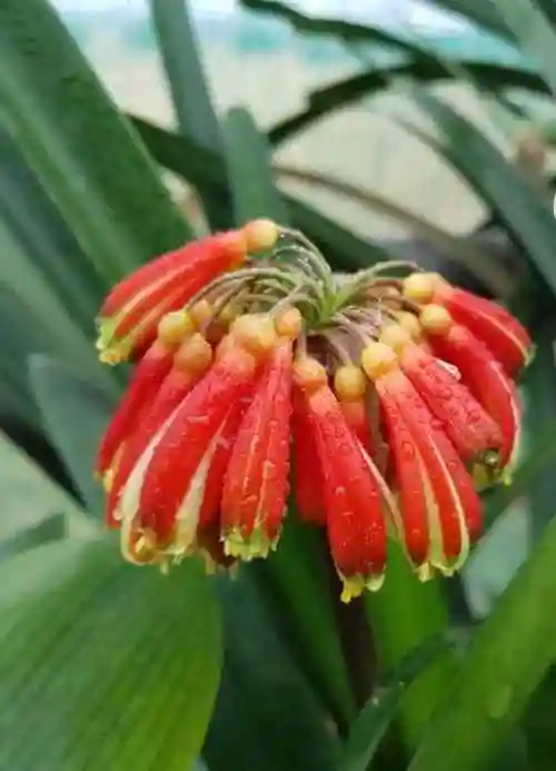 贵族君子兰——毛兰