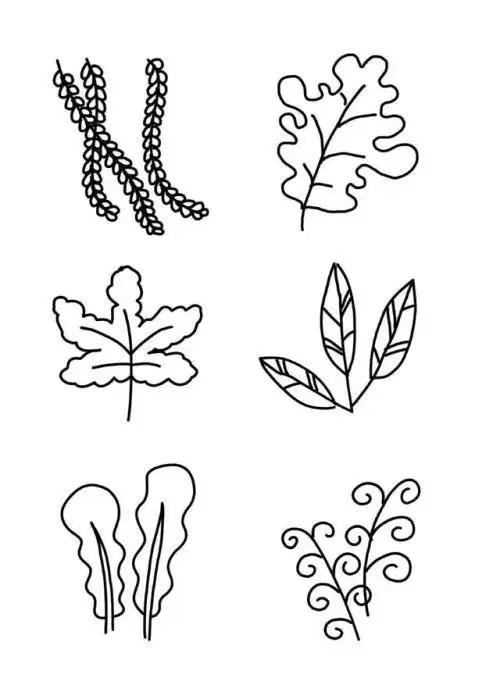 各种树叶简笔画 各种树叶简笔画和名称 | 第2页 | 多想派