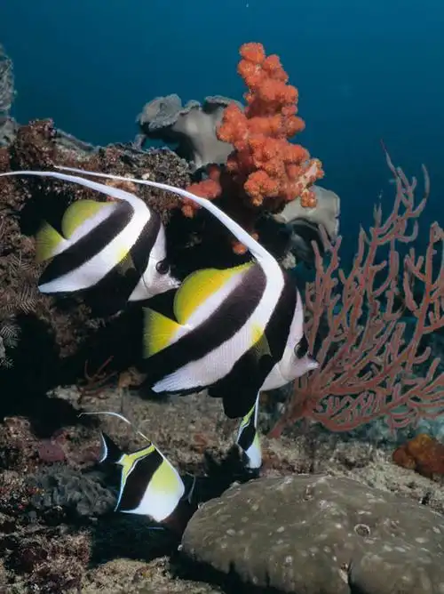 海浪,海洋,美景,一群,许多,鱼,景观,浪花,水底,很多,注视,鱼类,海洋