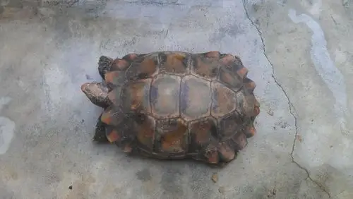 数:6lv2 擅长:暂未定制 向ta提问私信ta  展开全部 凹甲龟,又叫麒麟龟