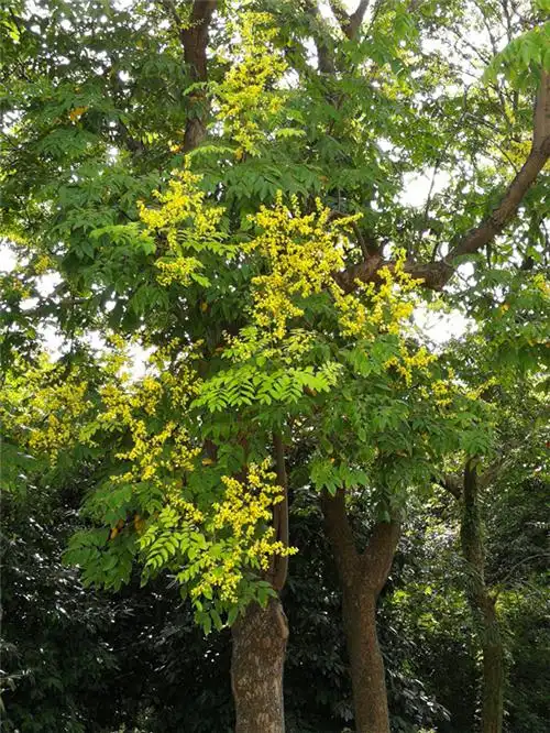 是无患子科栾树属的落叶乔木,高可达20多米;叶片为二回羽状复叶,小叶