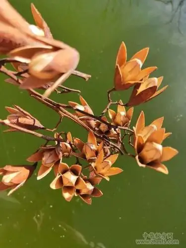 香椿子的作用与功效 香椿子的副作用