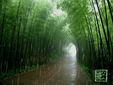 雨中笠翁 【月上海棠】竹林听雨 - 52shici.com 诗词吾爱网