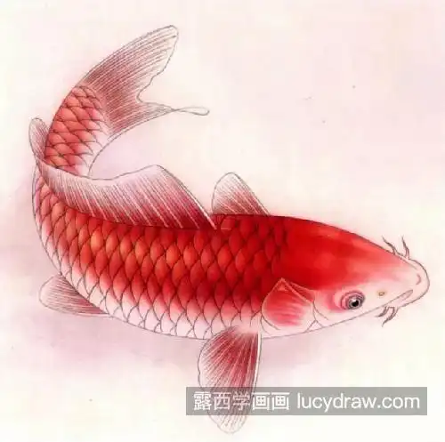 红鲤鱼怎么画有哪些设色步骤