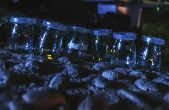 省植物园开展萤火虫之夜 周末与萤火虫约会(图)