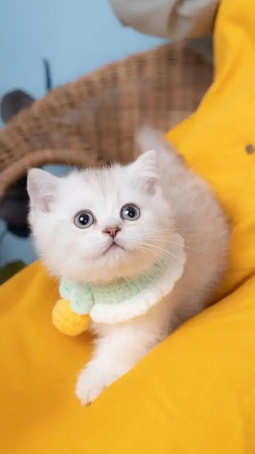 广州矮脚银渐层 小短腿之家