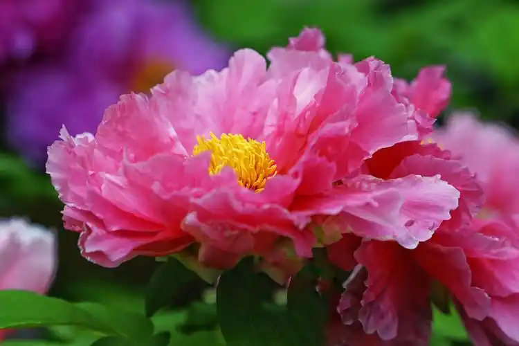 花中之王-牡丹花