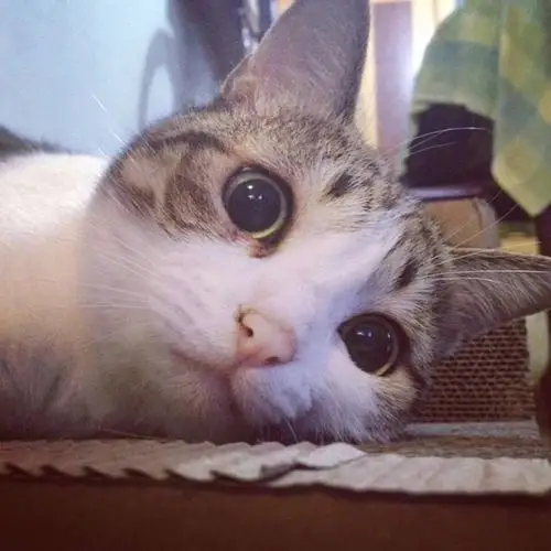 萌宠头像 喵星人 女生头像可爱