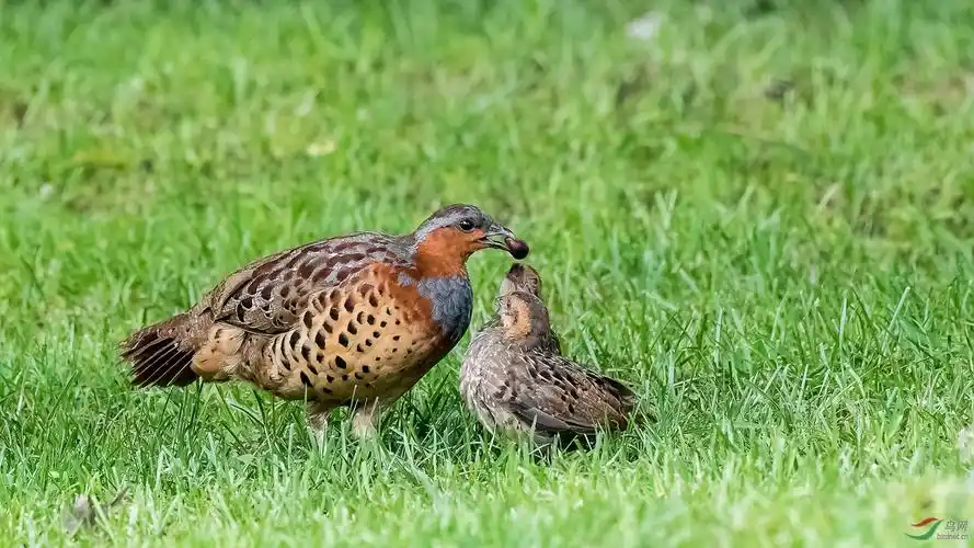 母爱如山灰胸竹鸡