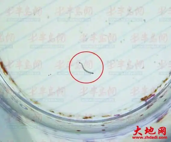 水里出现这种虫,这个是什么虫