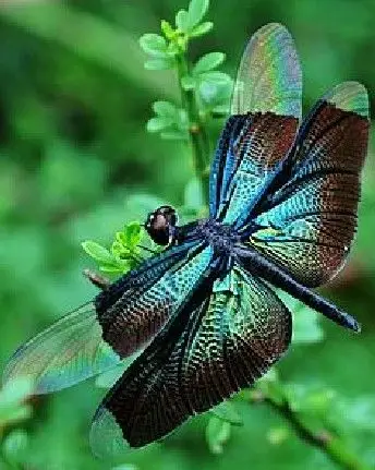 问一种像蜻蜓的昆虫