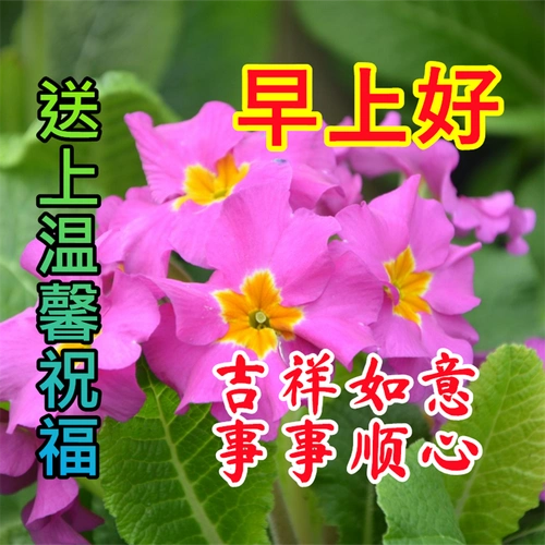 早安图片(二)|祝福早安吉祥,如意安康系列