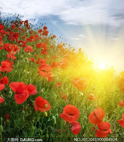 风景 > 素材信息        乌云下的大海和岩石摄影图片         阳光