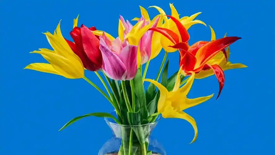 扣图蓝幕花朵视频素材#时空素材app#素材分享#花朵素材