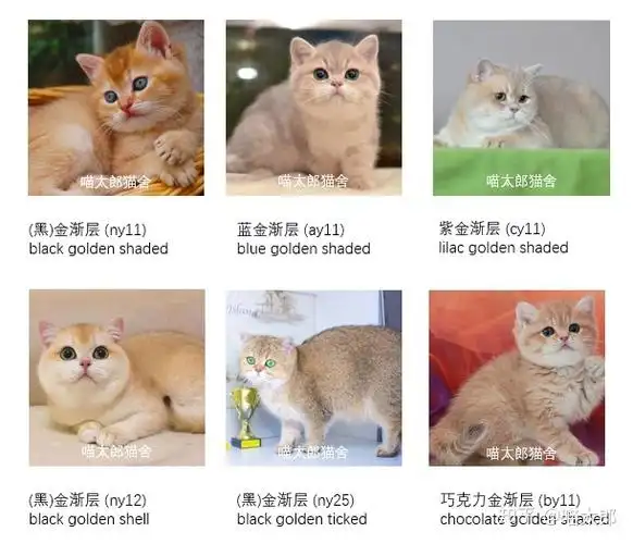 一文看懂英短金渐层色号